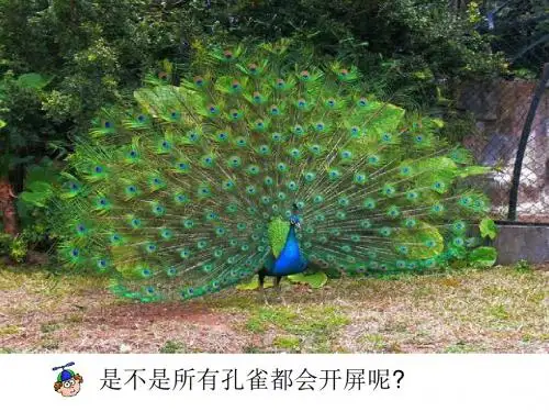 动物的繁殖活动课件