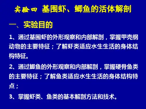 实验4基围虾、鲫鱼的活体解剖ppt课件