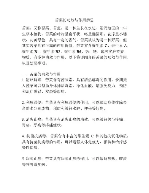 苦菜的功效与作用禁忌