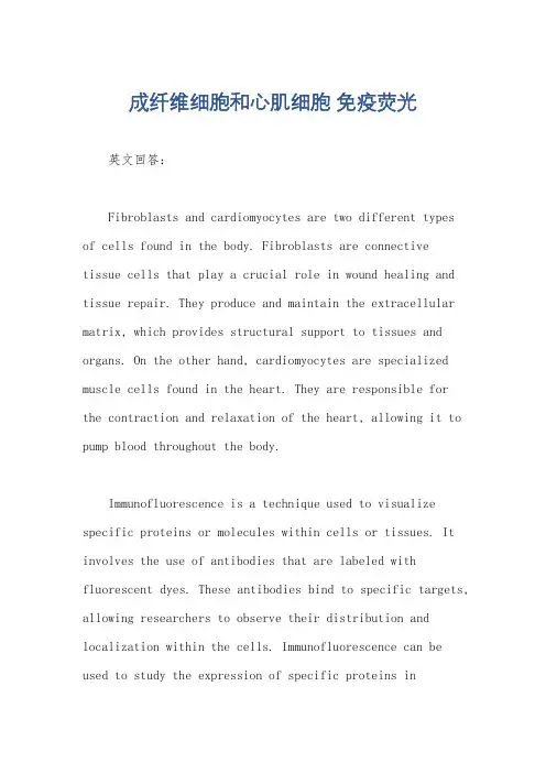 成纤维细胞和心肌细胞 免疫荧光
