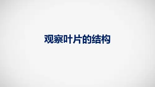 [2020中考生物]初中生物实验突破(通用版)：观察叶片的结构课件