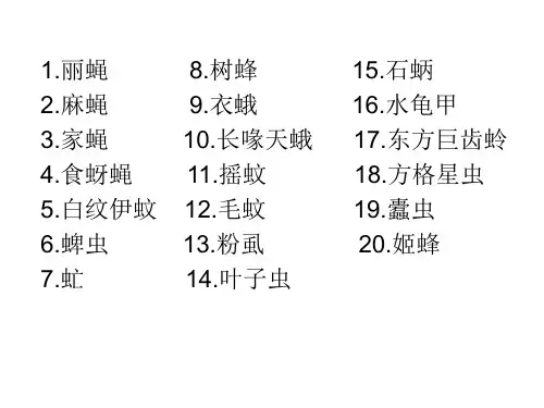 常见小虫100种(5)