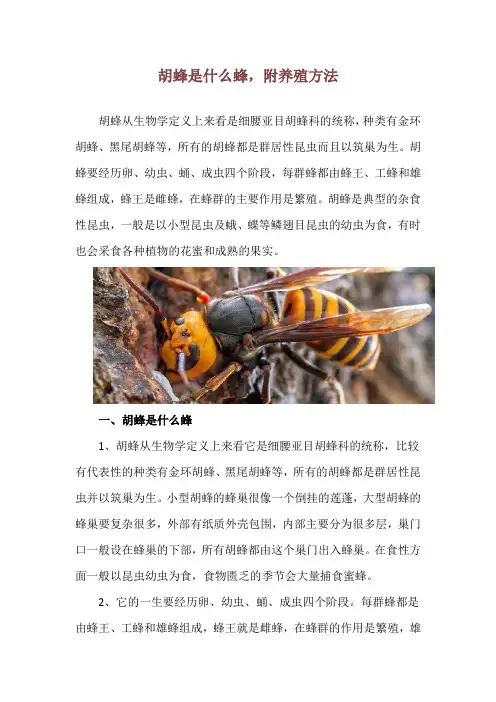 胡蜂是什么蜂,附养殖方法