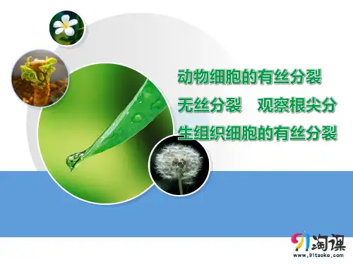 课件4：6.1.2 动物细胞的有丝分裂　无丝分裂　观察根尖分生组织细胞的有丝分裂