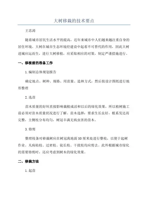 大树移栽的技术要点