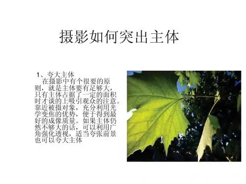 摄影如何突出主体