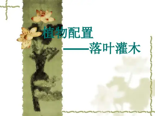 落叶灌木