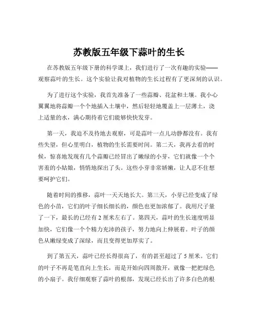 苏教版五年级下蒜叶的生长