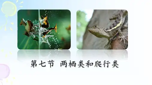 1-4-7++两栖类和爬行类-2022-2023学年冀少版生物七年级上册