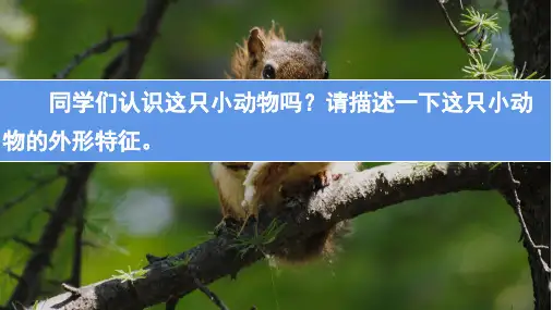 统编版五年级语文上册17《松鼠》课件(共15张PPT)