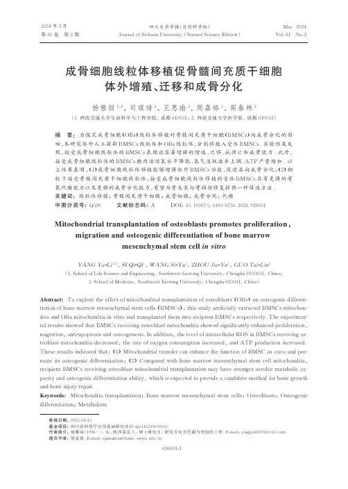 成骨细胞线粒体移植促骨髓间充质干细胞体外增殖、迁移和成骨分化