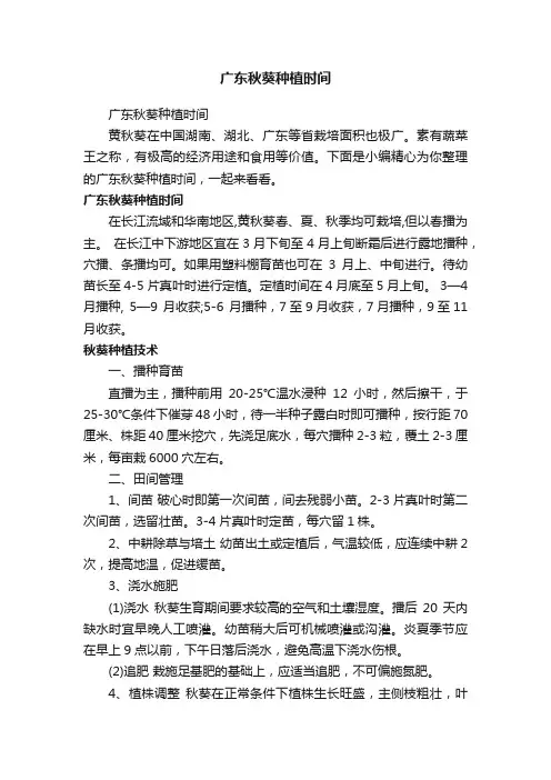 广东秋葵种植时间