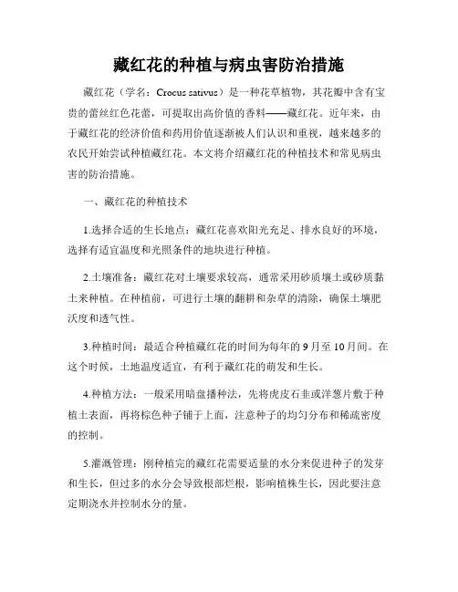 藏红花的种植与病虫害防治措施
