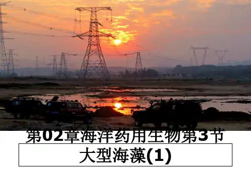 最新第02章海洋药用生物第3节大型海藻(1)课件ppt