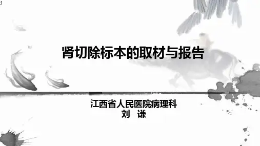 肾切除标本的取材与报告ppt课件