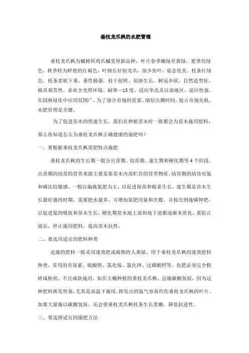 垂枝龙爪枫的水肥管理