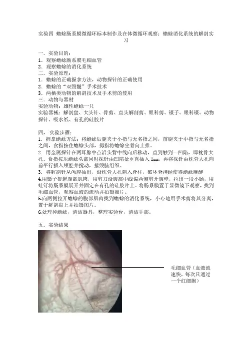 蟾蜍肠系膜、消化系统观察