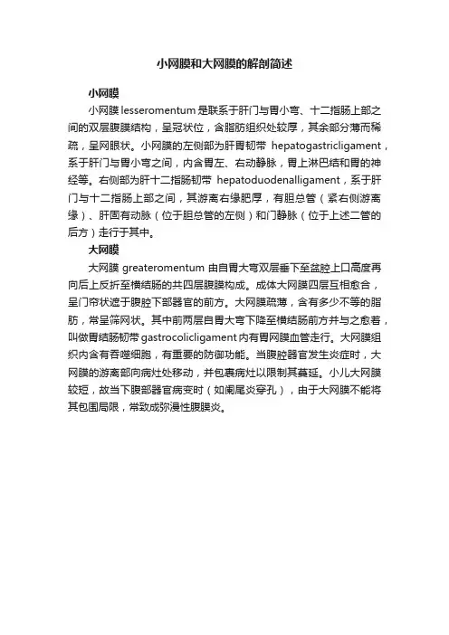 小网膜和大网膜的解剖简述