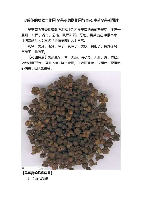 吴茱萸的功效与作用,吴茱萸的副作用与禁忌,中药吴茱萸图片