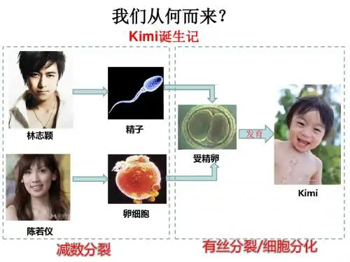 人教版高中生物必修2第2章一 减数分裂(共48张PPT)