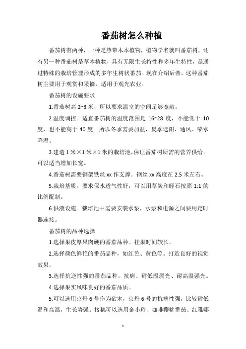 番茄树怎么种植
