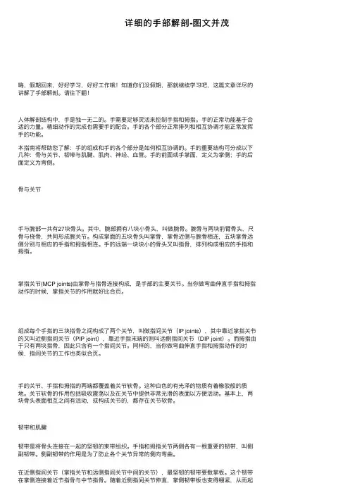 详细的手部解剖-图文并茂