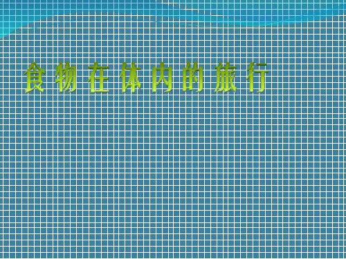 食物的消化过程