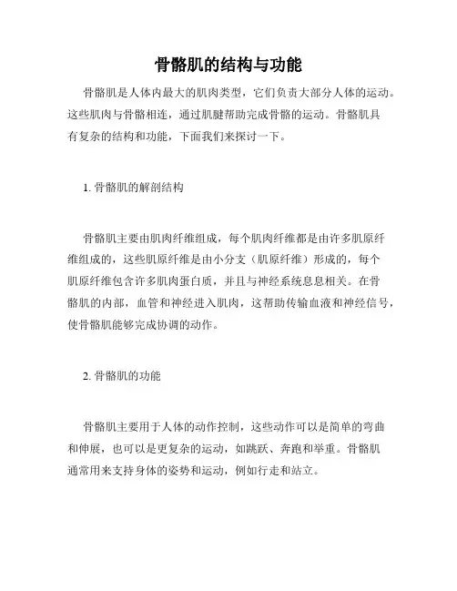 骨骼肌的结构与功能