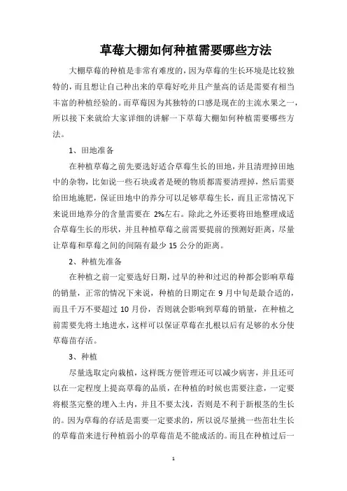 草莓大棚如何种植需要哪些方法