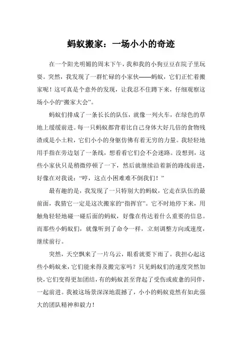 蚂蚁搬家：一场小小的奇迹