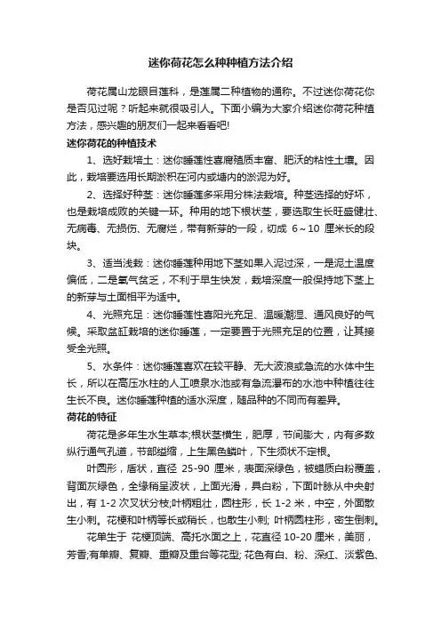 迷你荷花怎么种种植方法介绍