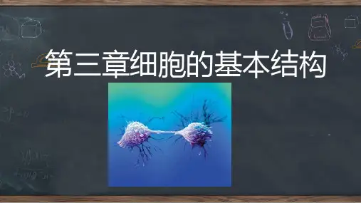 细胞器之间的分工合作(第一课时)课件【新教材】人教版高中生物必修一