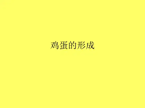 鸡蛋的形成PPT课件