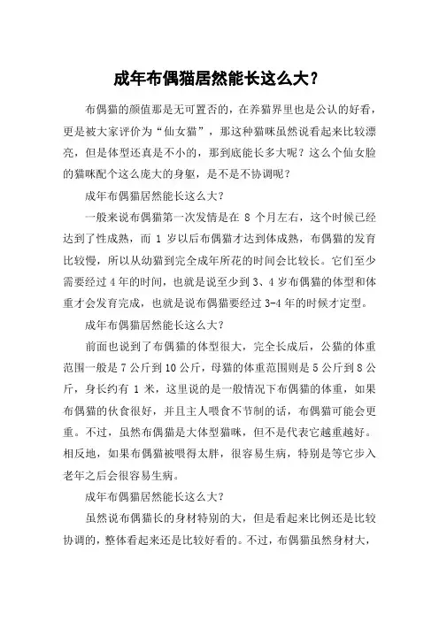 成年布偶猫居然能长这么大？