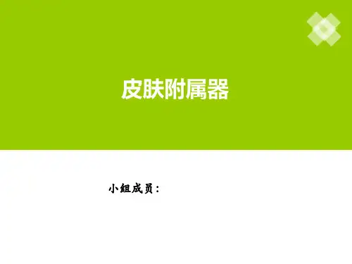 皮肤附属器及疾病ppt课件