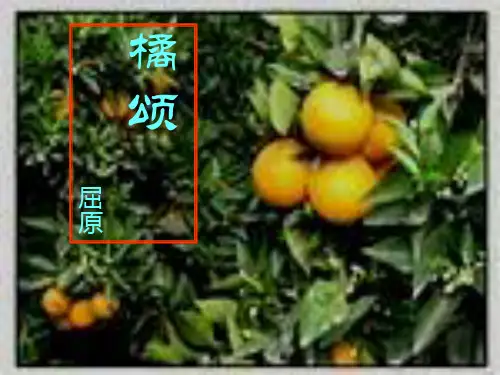 橘颂
