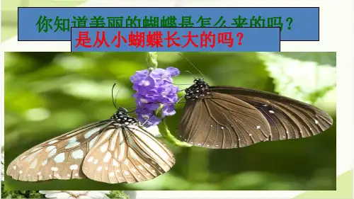 新人教版生物《昆虫的生殖和发育》PPT课件1