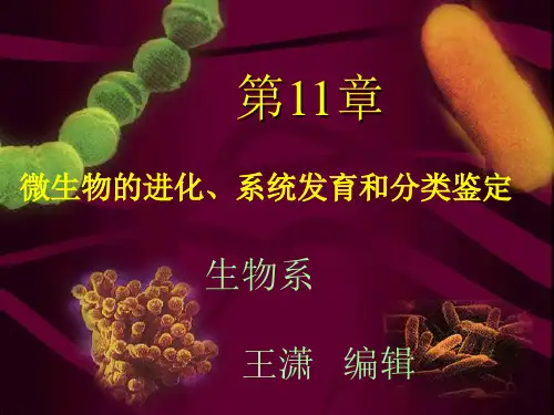 第11章微生物的进化、系统发育和分类鉴定