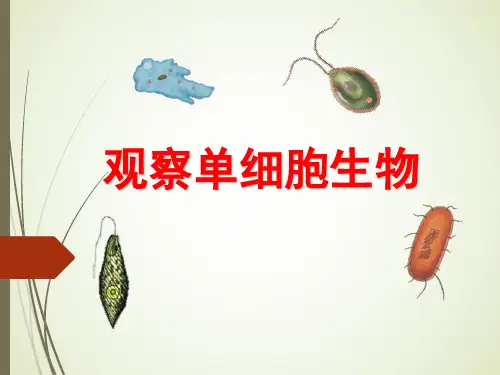 北京2022课标版初中生物七年级上册第三章第二节 生物体 (共30张PPT)