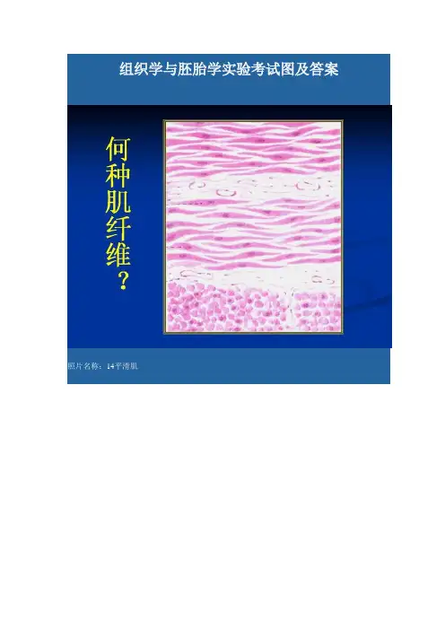 组织学与胚胎学实验考试图及答案!
