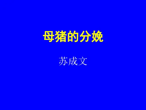 母猪的分娩