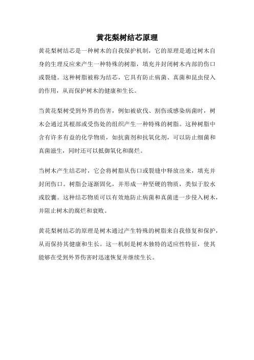 黄花梨树结芯原理