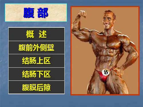 腹部的局部解剖