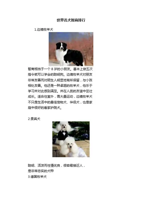 世界名犬智商排行