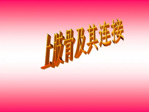 03-4运动系统--上肢骨及其连接