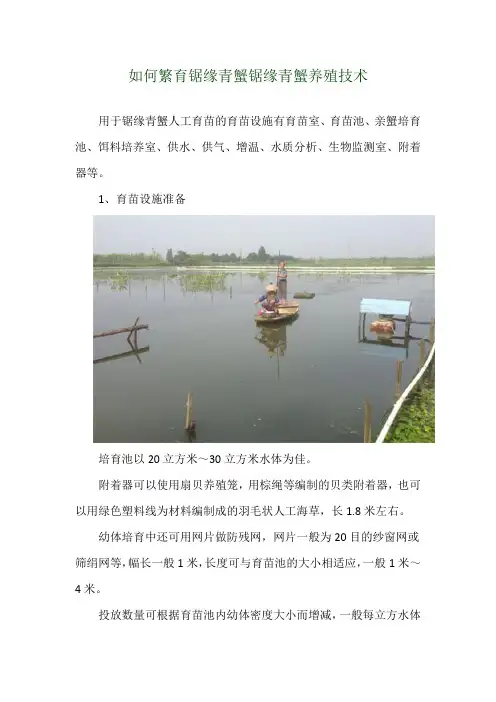 如何繁育锯缘青蟹 锯缘青蟹养殖技术
