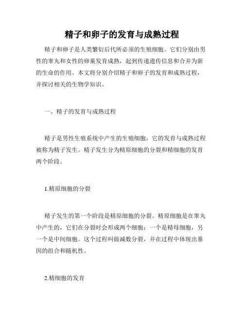 精子和卵子的发育与成熟过程