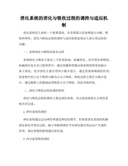 消化系统的消化与吸收过程的调控与适应机制