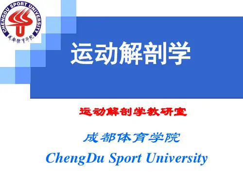 运动解剖学讲义 - 成都体育学院