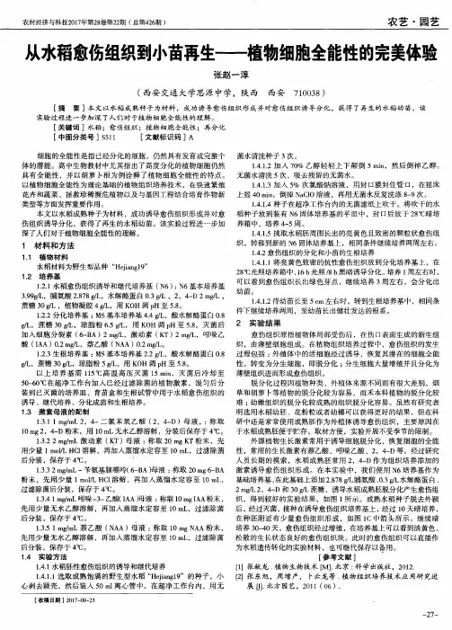 从水稻愈伤组织到小苗再生——植物细胞全能性的完美体验